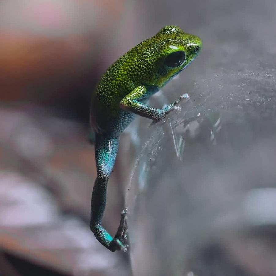 Oophaga pumilio 'Popa 1'