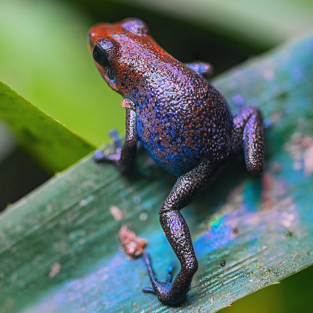 Oophaga pumilio 'Esperanza'