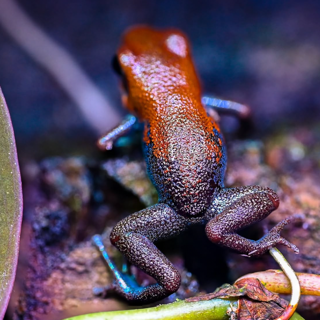 Oophaga pumilio 'Esperanza'