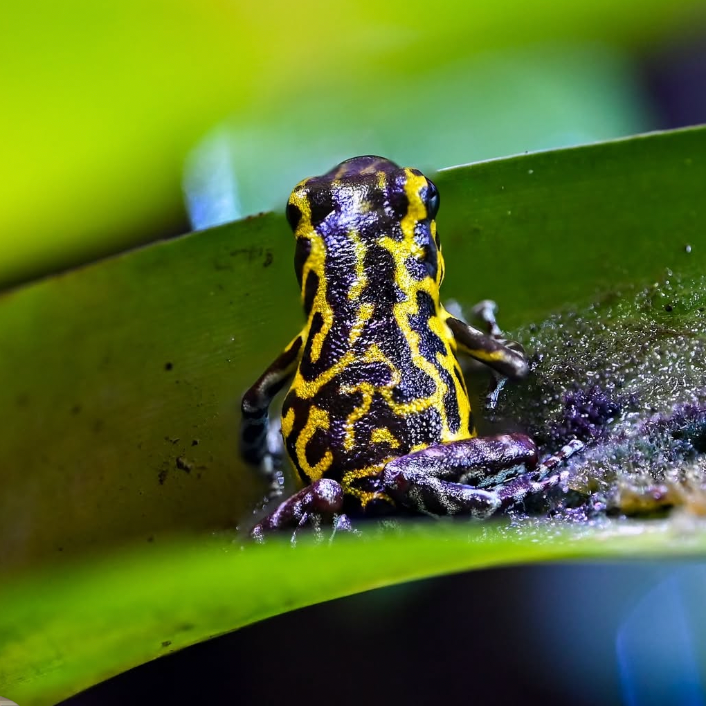 Oophaga pumilio 'Guarumo'