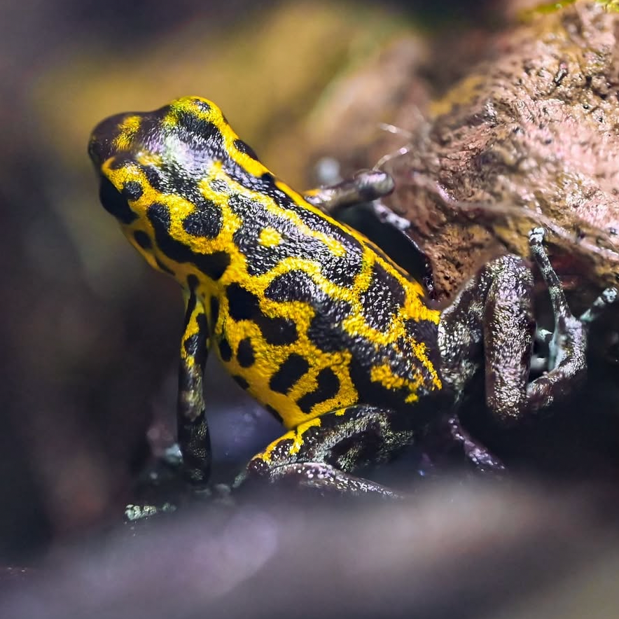 Oophaga pumilio 'Guarumo'