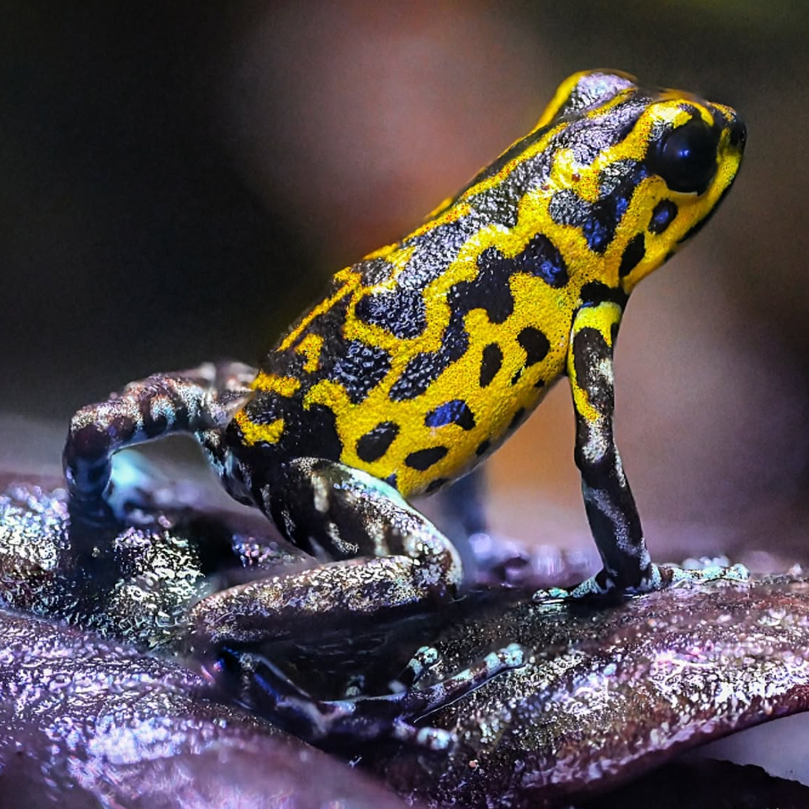Oophaga pumilio 'Guarumo'