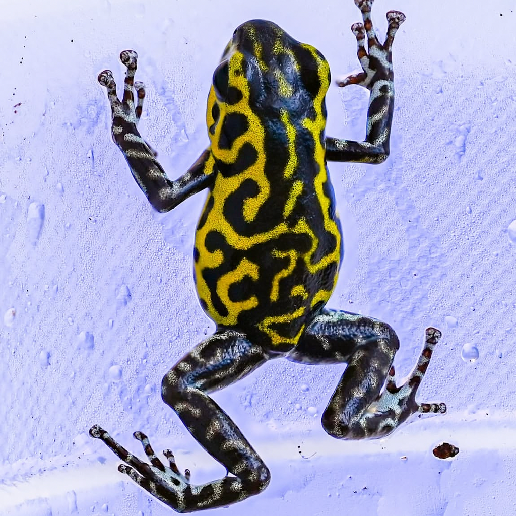 Oophaga pumilio 'Guarumo'