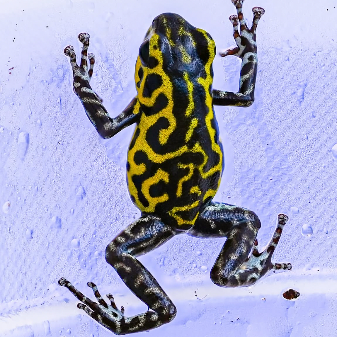 Oophaga pumilio 'Guarumo'