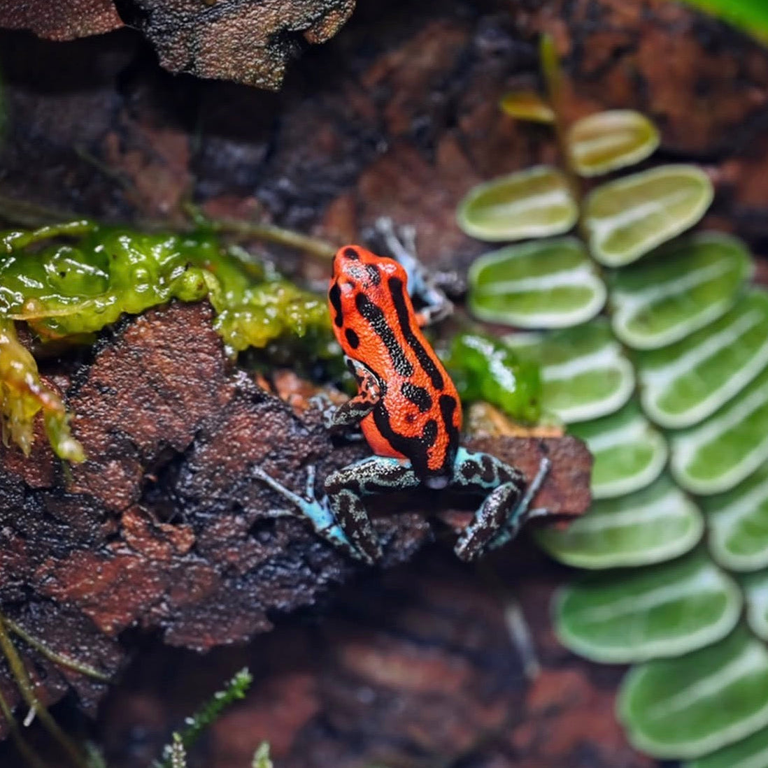 O. pumilio 'Rio Branco' - Female (WYSIWYG)