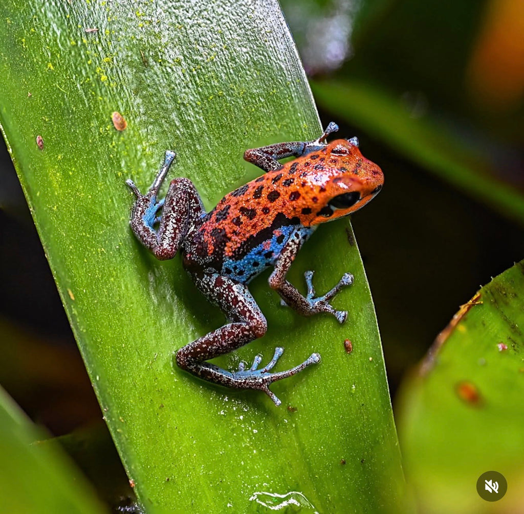 Oophaga pumilio 'Loma Colubre'