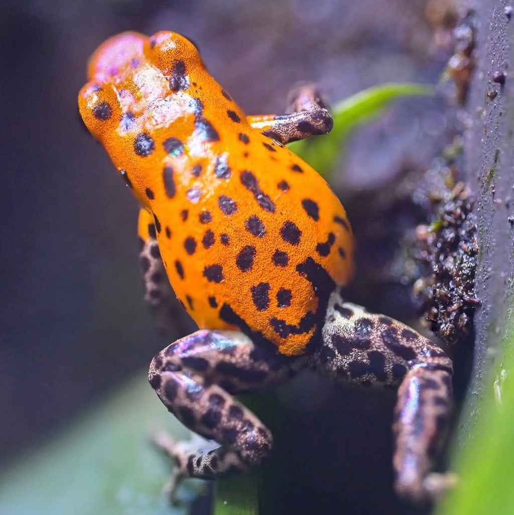 O. pumilio 'Pico de Chiriqui' - Female (WYSIWYG)