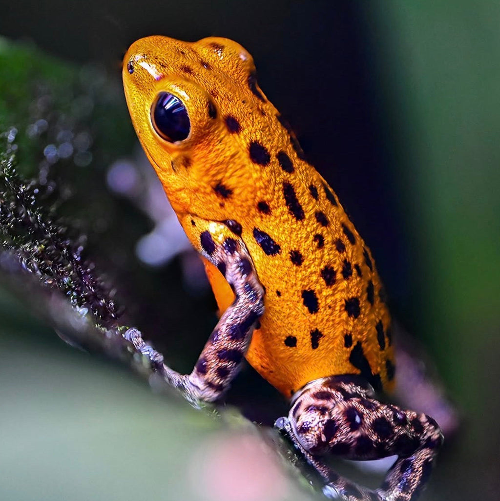 O. pumilio 'Pico de Chiriqui' - Female (WYSIWYG)