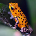 O. pumilio 'Pico de Chiriqui' - Female (WYSIWYG)