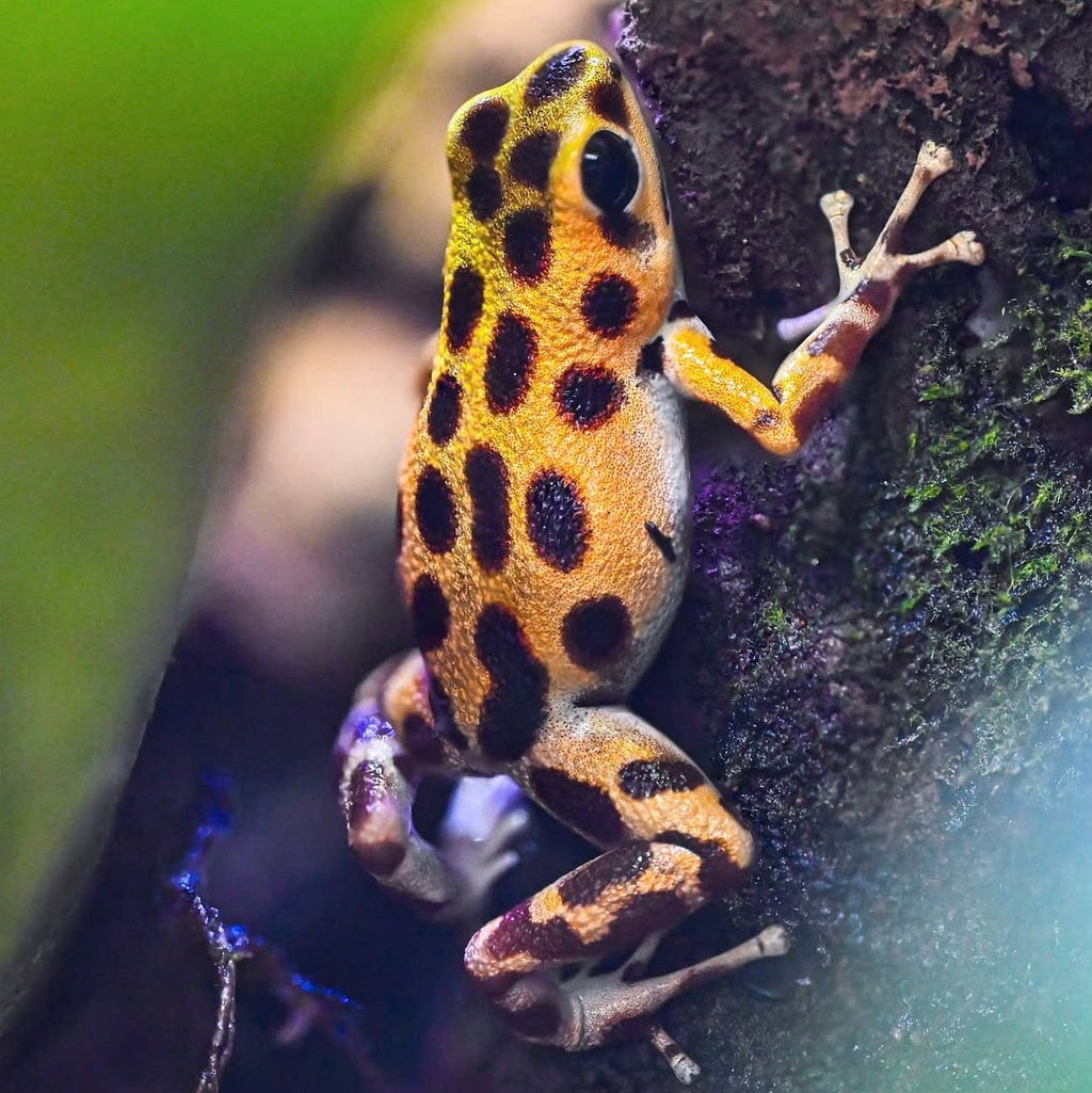 O. pumilio 'Bastimentos - Gold Dust' - Female (WYSIWYG)