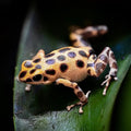 O. pumilio 'Bastimentos - Gold Dust' - Female (WYSIWYG)