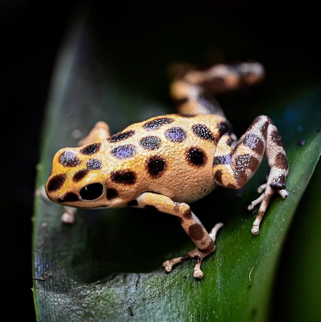 O. pumilio 'Bastimentos - Gold Dust' - Female (WYSIWYG)