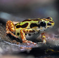 O. pumilio 'Bastimentos - Gold Dust' - Female (WYSIWYG)