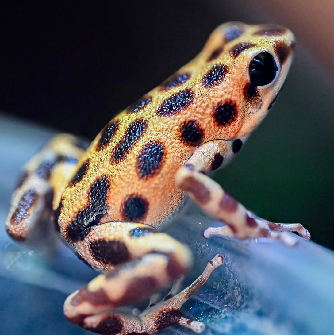 O. pumilio 'Bastimentos - Gold Dust' - Female (WYSIWYG)