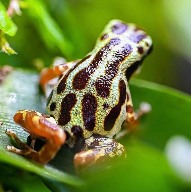 O. pumilio 'Bastimentos - Gold Dust' - Female (WYSIWYG)
