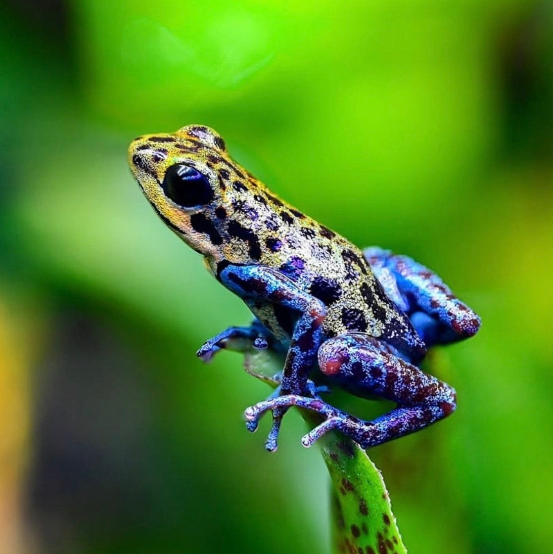 O. pumilio 'Loma Colubre' - Male (WYSIWYG)