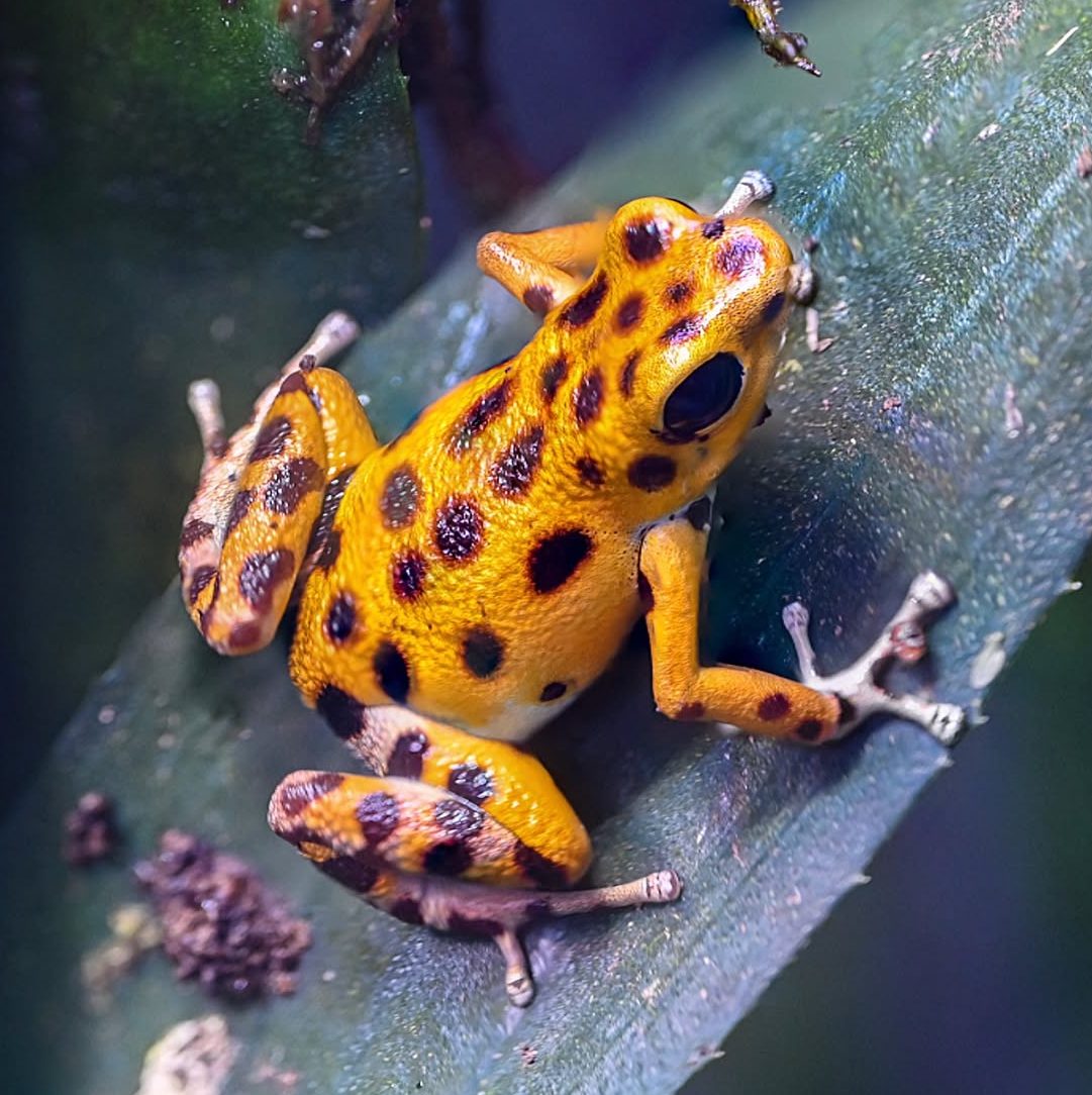 O. pumilio 'Bastimentos - Cemetery' - Male (WYSIWYG)