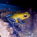 O. pumilio 'Charco la Pava' - Male (WYSIWYG)