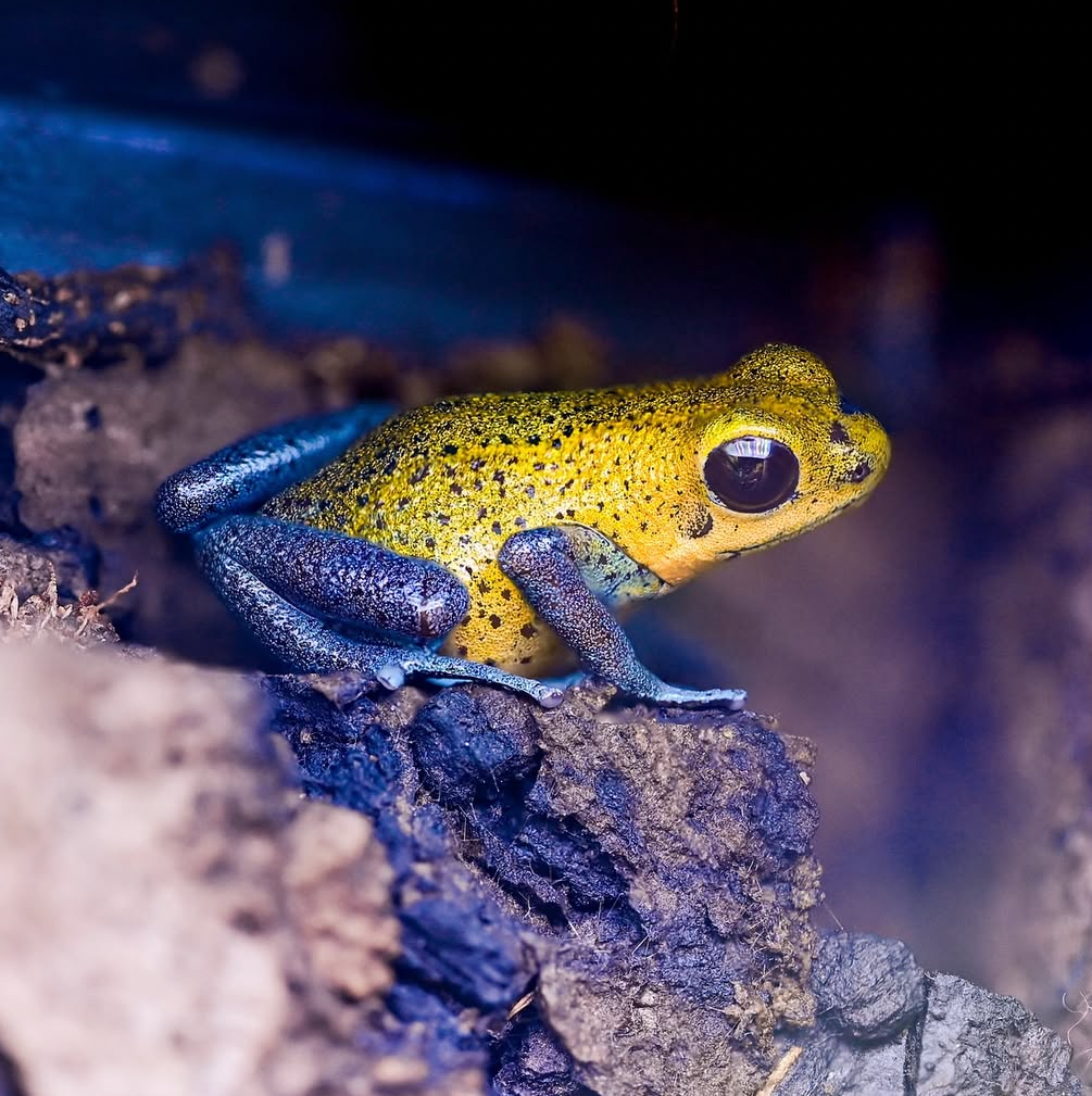 O. pumilio 'Charco la Pava' - Male (WYSIWYG)