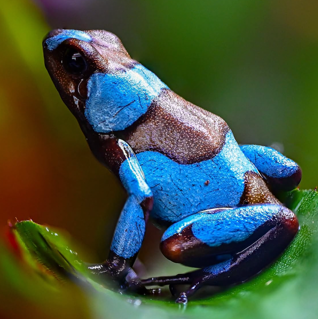 O. histrionica 'Blue' - Male (WYSIWYG)