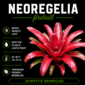 Neoregelia 'Fireball'