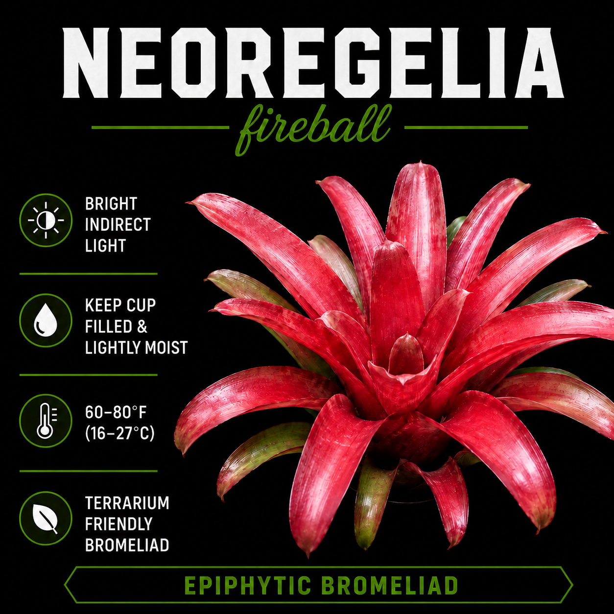 Neoregelia 'Fireball'