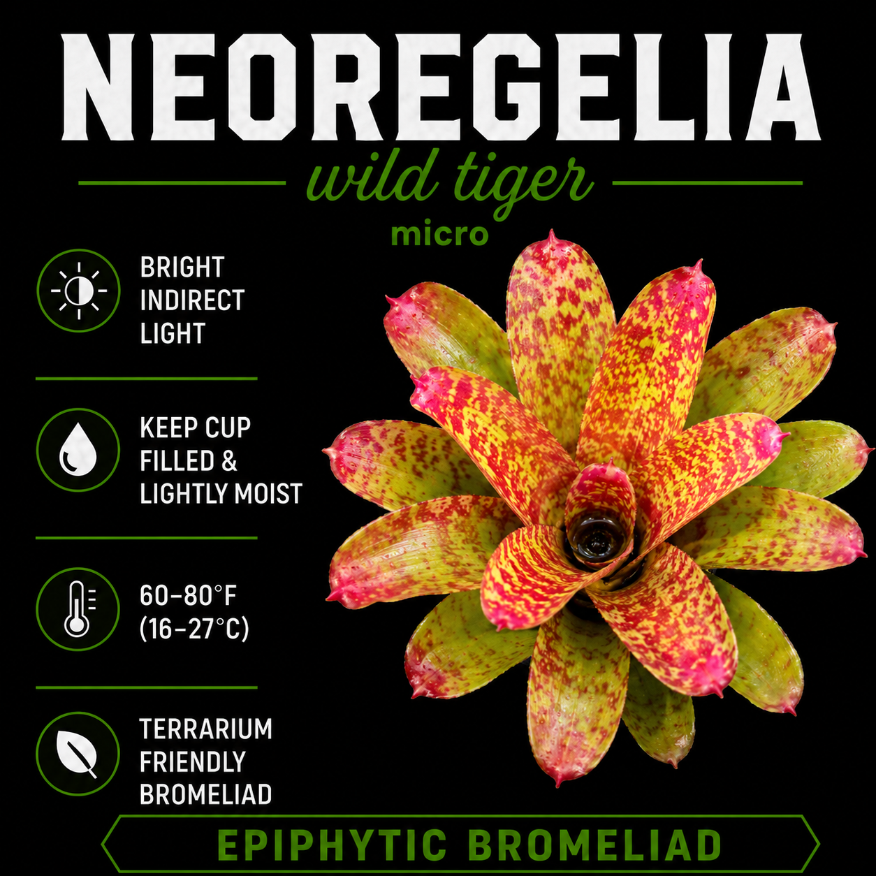 Neoregelia 'Wild Tiger' - Micro