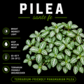 Pilea sp. Santa Fe