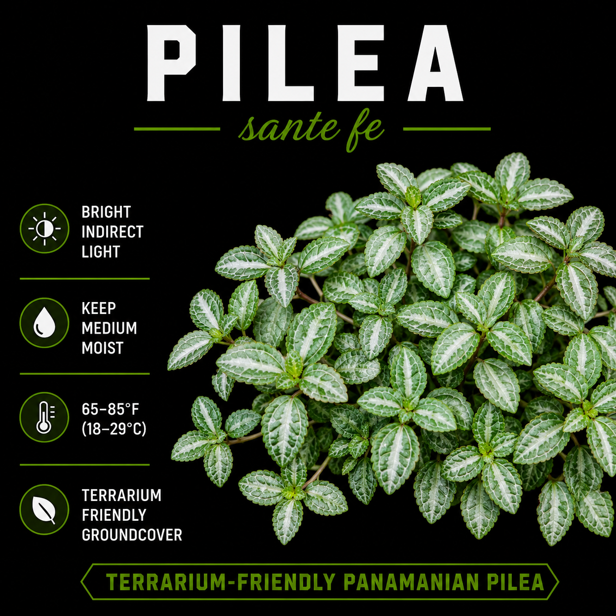 Pilea sp. Santa Fe