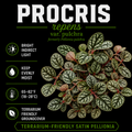 Procris repens var. pulchra (formerly Pellionia pulchra)