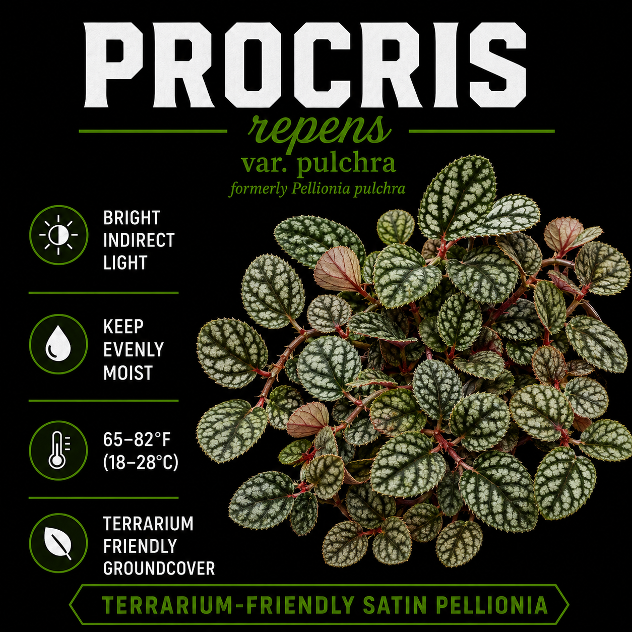 Procris repens var. pulchra (formerly Pellionia pulchra)
