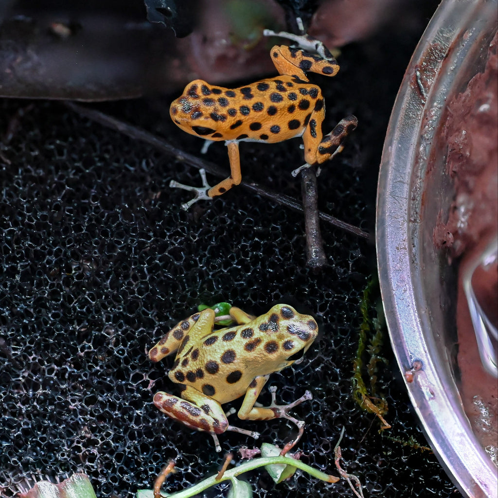 O. pumilio 'Bastimentos' - 1.1 Proven Pair (WYSIWYG)