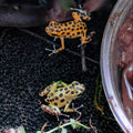 O. pumilio 'Bastimentos' - 1.1 Proven Pair (WYSIWYG)