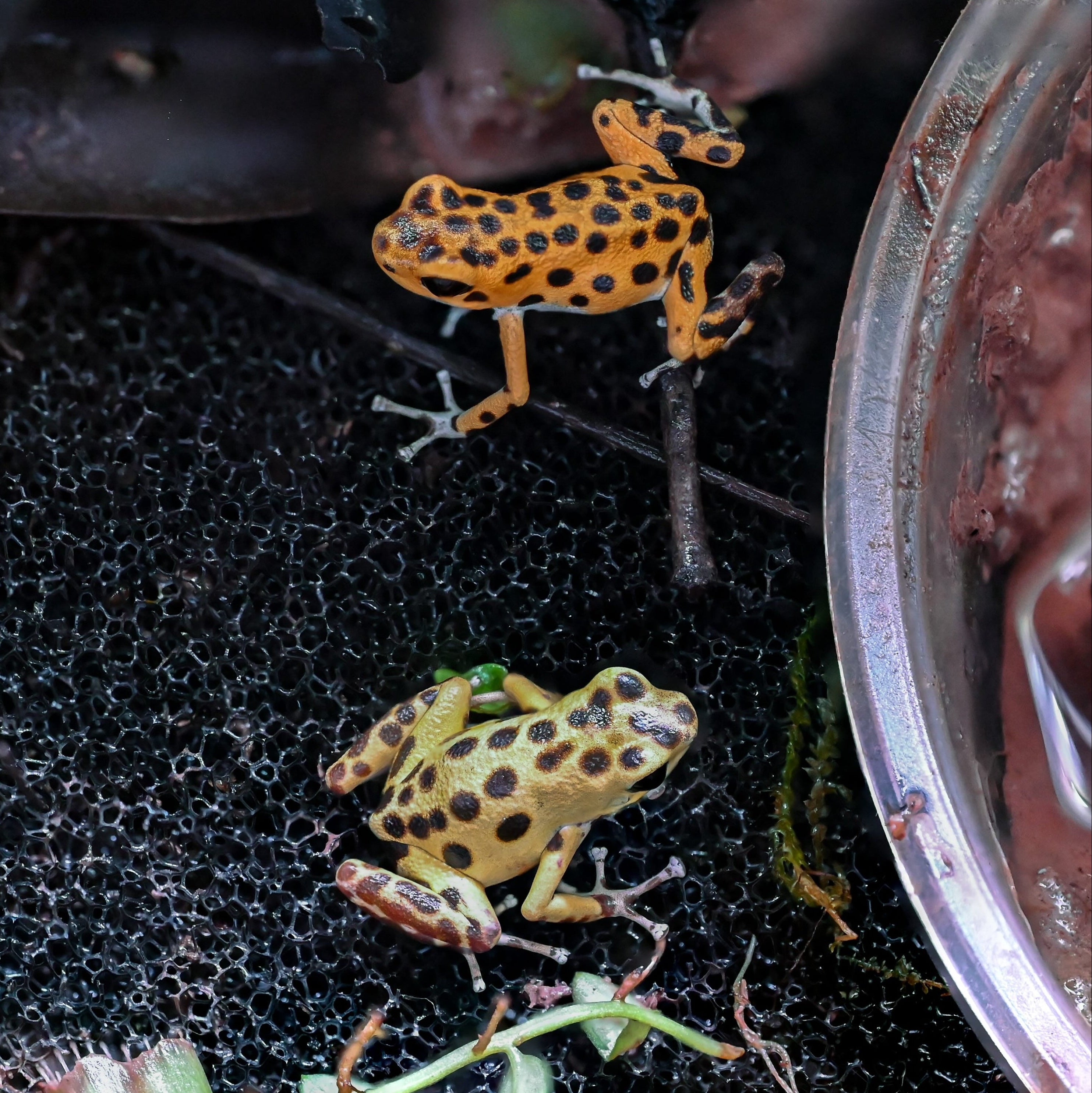 O. pumilio 'Bastimentos' - 1.1 Proven Pair (WYSIWYG)