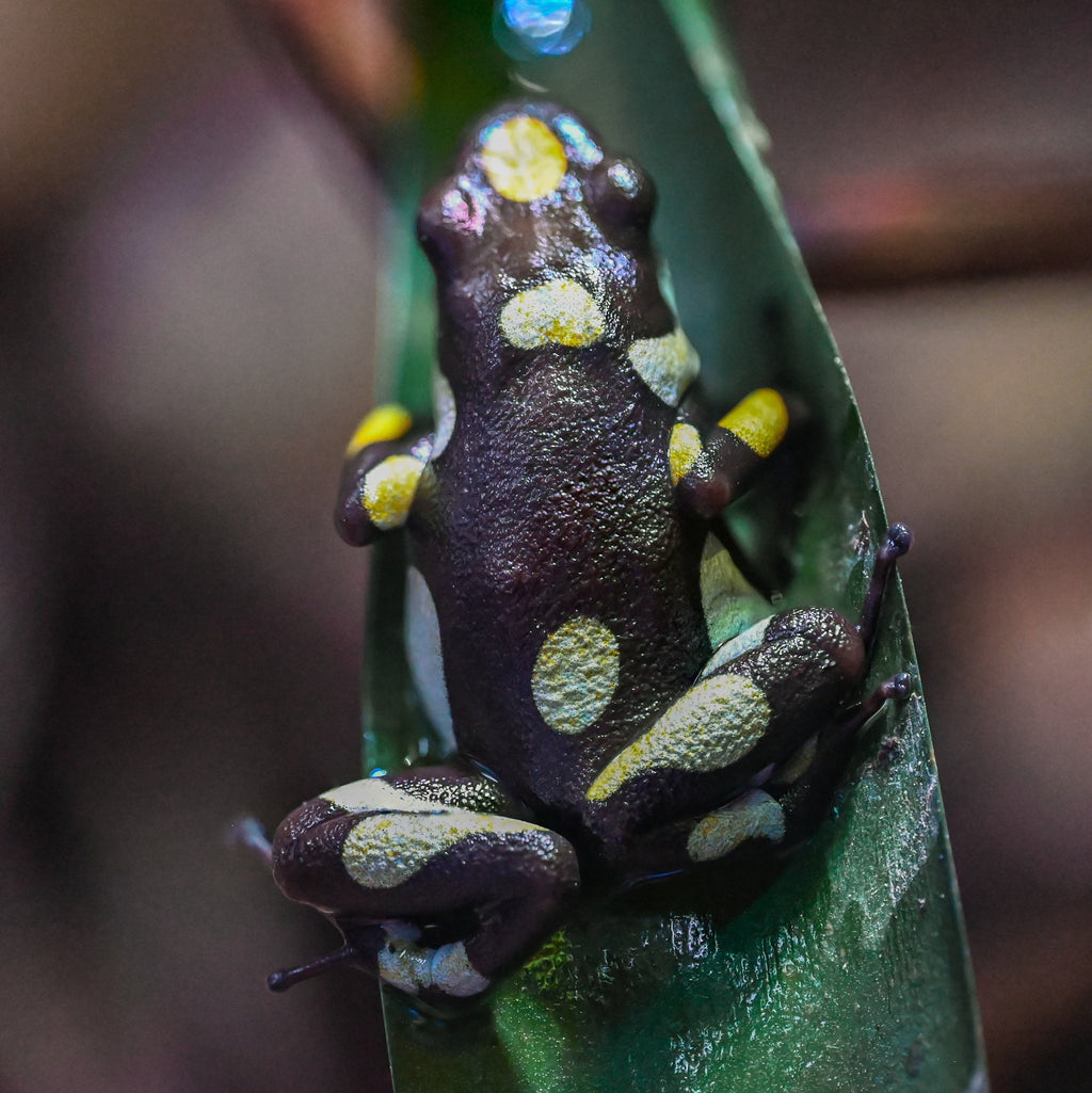 Oophaga histrionica 'Atrato'