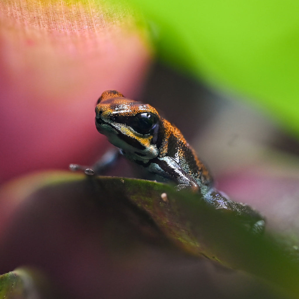 A close-up photograph of a small poison dart frog perched on a leaf, with vivid green and pink tropical foliage in the background.