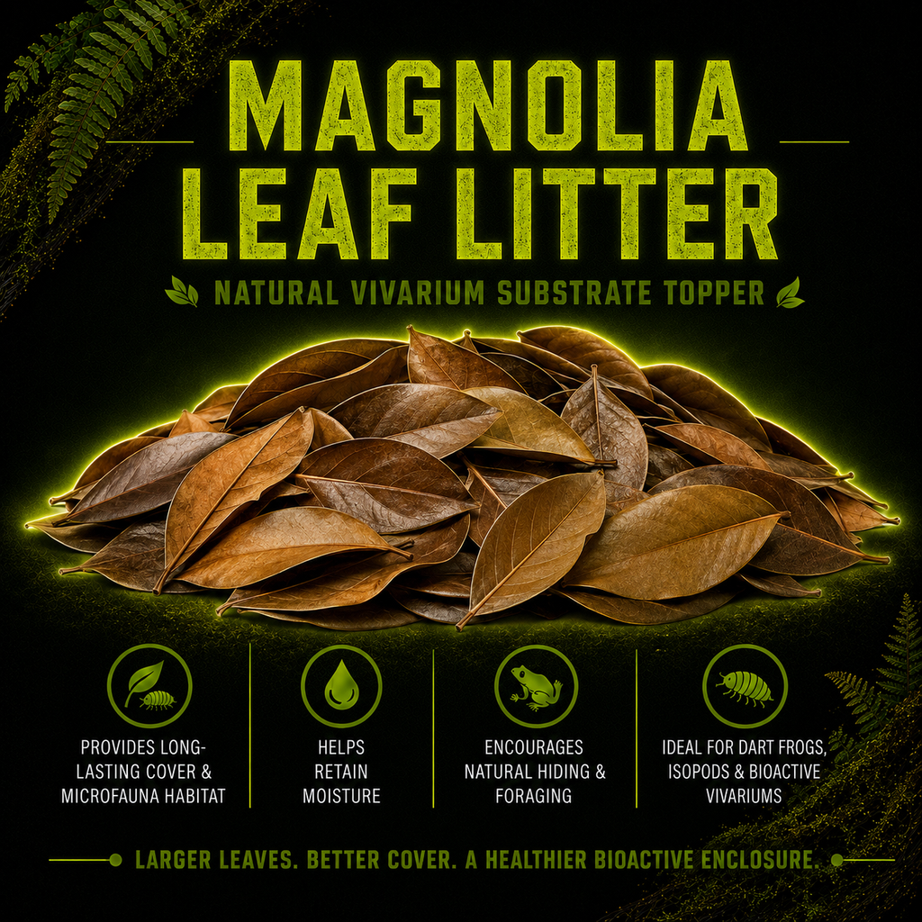 Magnolia Leaf Litter
