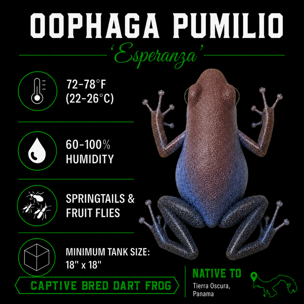 Oophaga pumilio 'Esperanza'