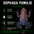 Oophaga pumilio 'Esperanza'