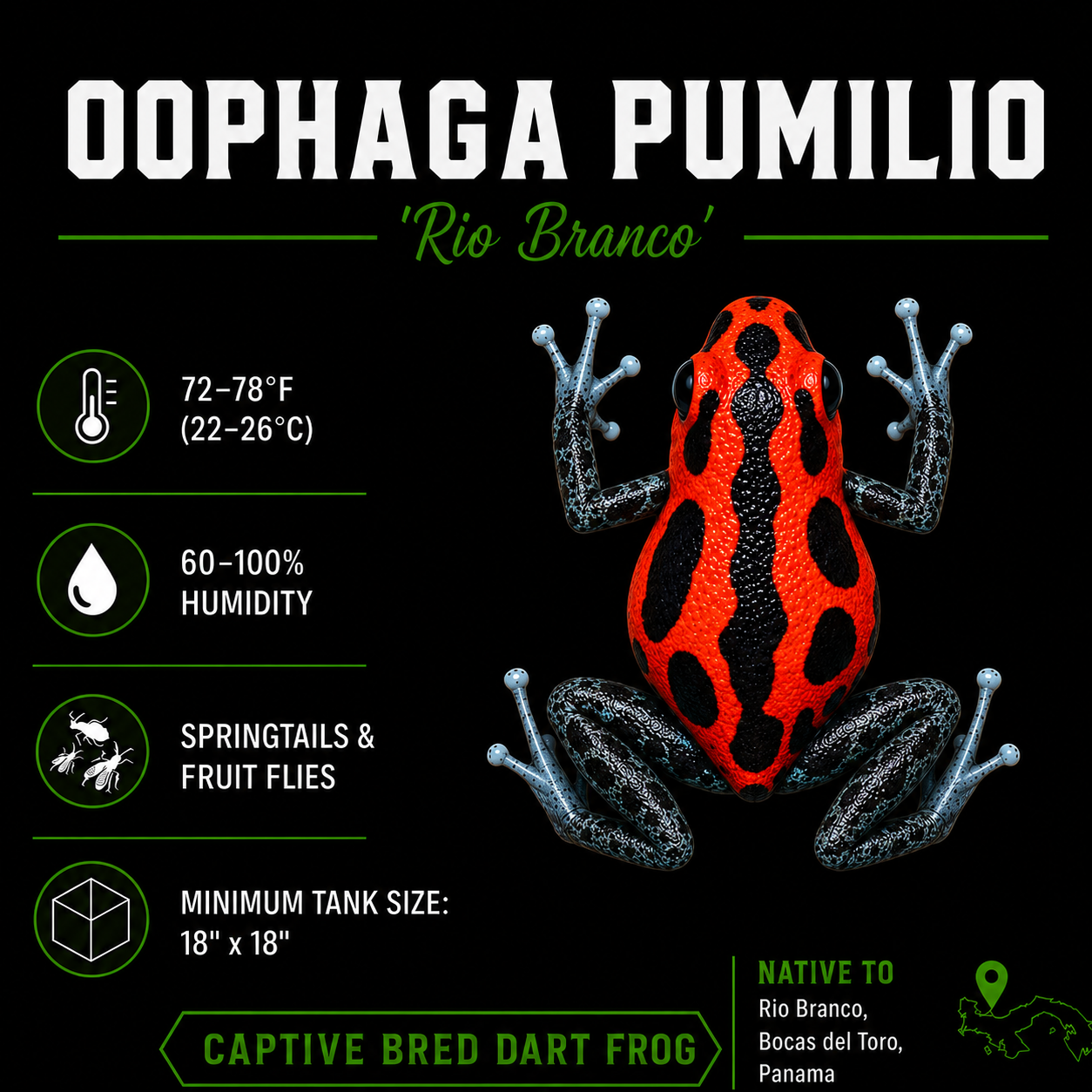 Oophaga pumilio 'Rio Branco'