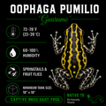 Oophaga pumilio 'Guarumo'