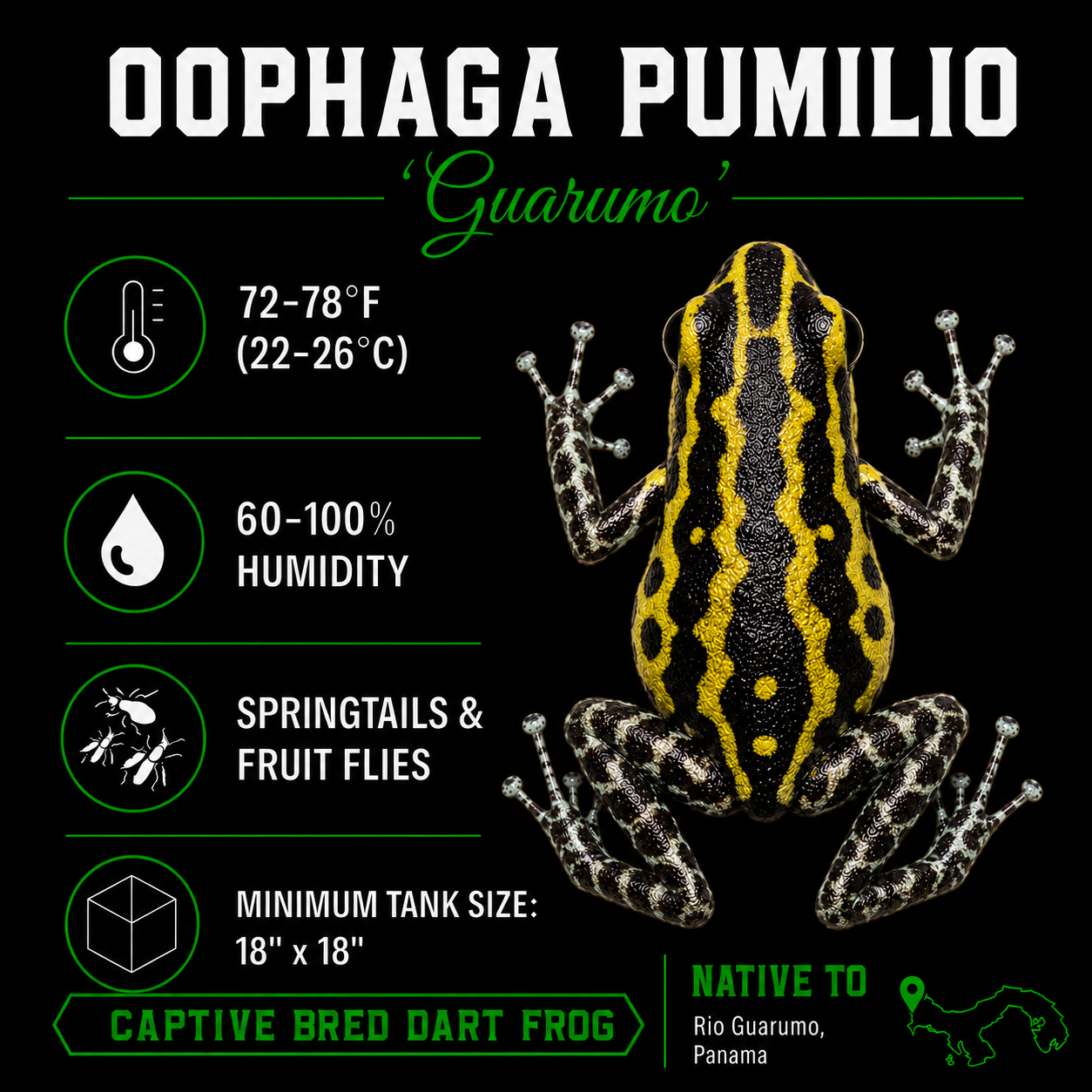 Oophaga pumilio 'Guarumo'