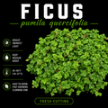 Ficus Pumila Quercifolia (Oak Leaf Ficus)