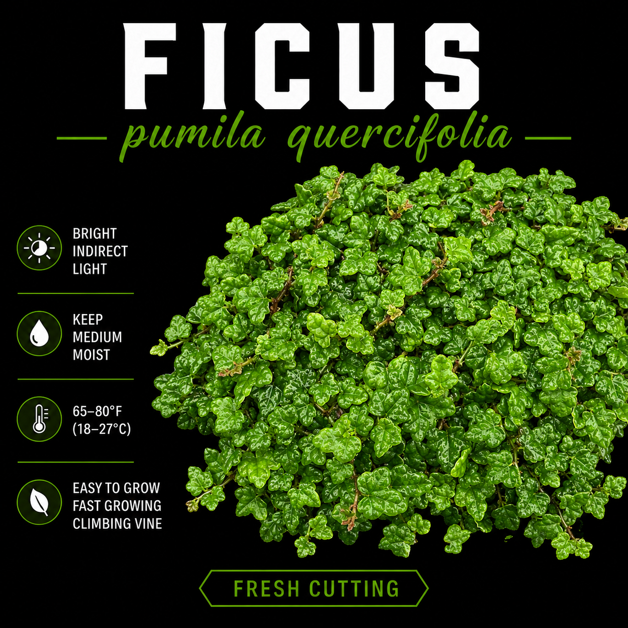 Ficus Pumila Quercifolia (Oak Leaf Ficus)
