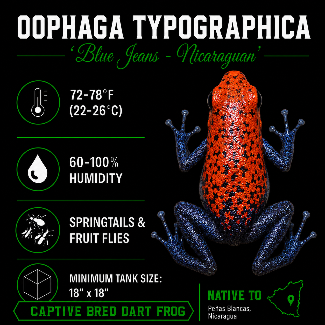 Oophaga typographica 'Blue Jeans'