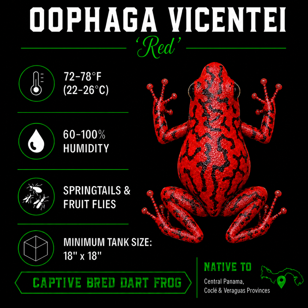 Oophaga vicentei 'Red'