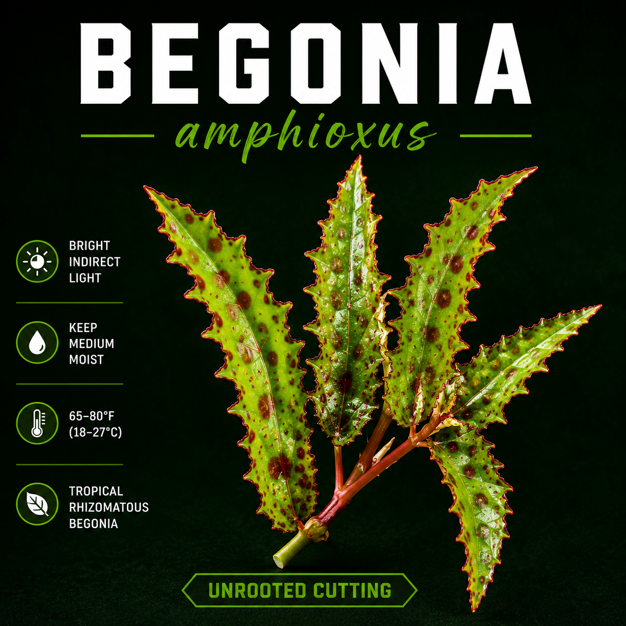 Begonia amphioxus