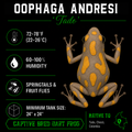 Oophaga andresi 'Tado'