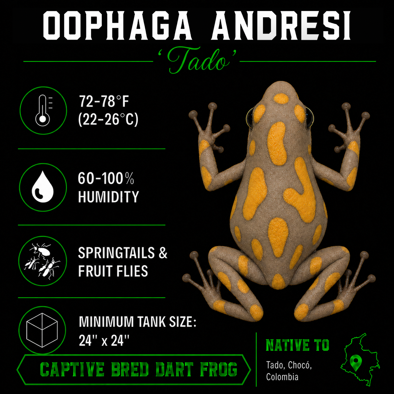 Oophaga andresi 'Tado'