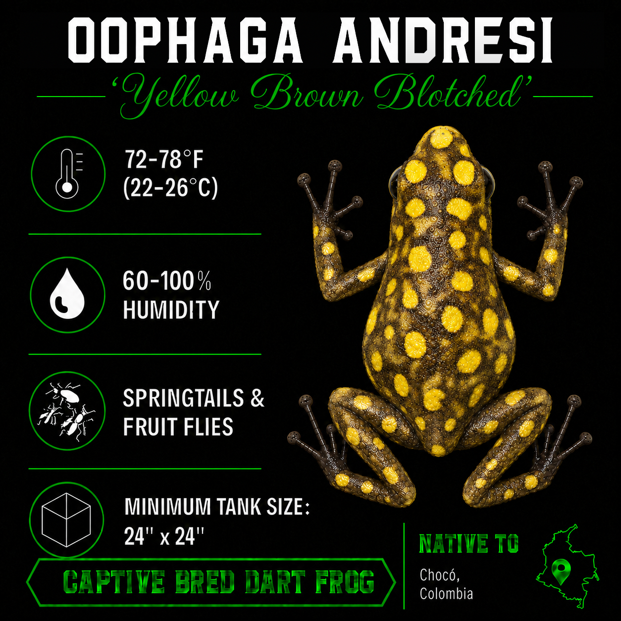 Oophaga andresi 'Yellow Brown Blotched'